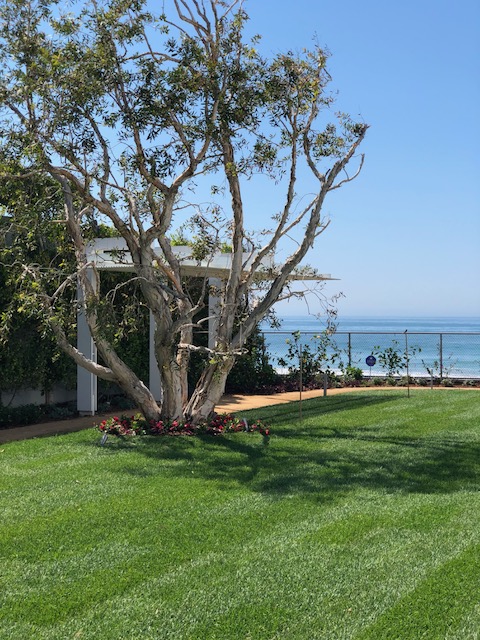 picnic table under oak tree on a hill