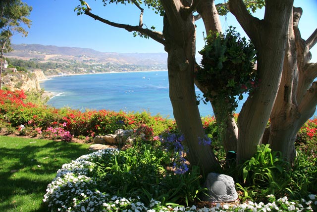 trees and small bushes overlooking the ocean beach